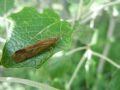 Limnephilus rhombicus